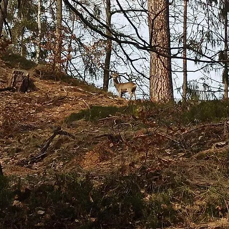 V Ceskem Raji U Prachovskych Skal - Mala Pro 4 - Velka Pro Az 7 Osob - V Soukromi * Jicin